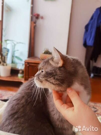 Передержка животных