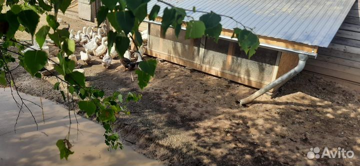 Мясо утки, гуся, кур