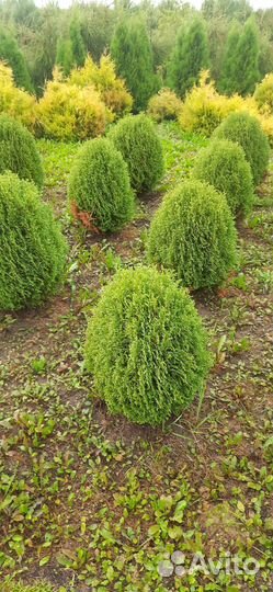 Туя шаровидная Хозери, в наличии, доставка