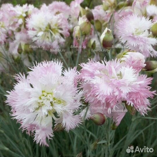 Гвоздика многолетняя 