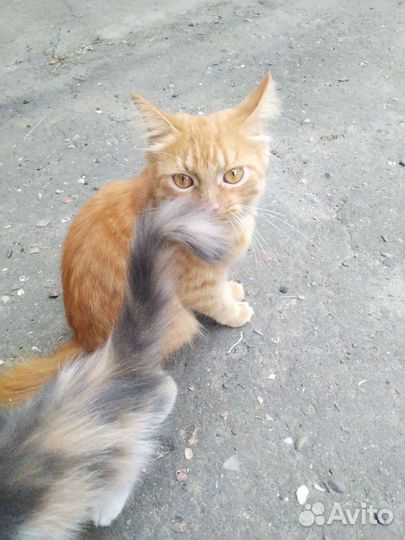 Рыжая Кошка