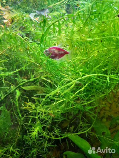 Элодея, лимонник, валлиснерия, людвигия, улитки