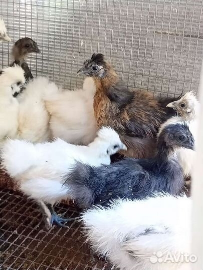 Индоутята,цыплята шелки,куры