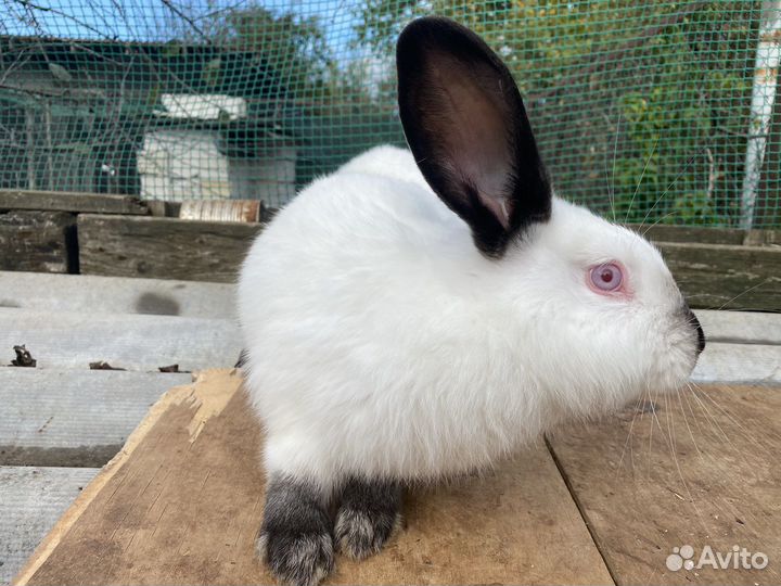 Кролики «Калифорния»