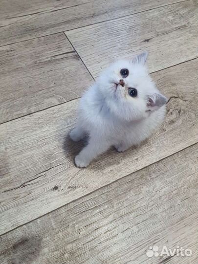 Британский малыш