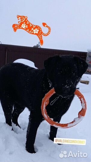 Вязка собак