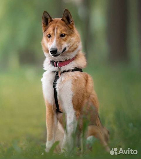 Западно сибирская лайка в добрые руки