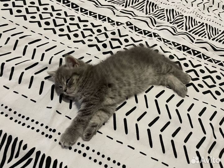 Шотландские котята