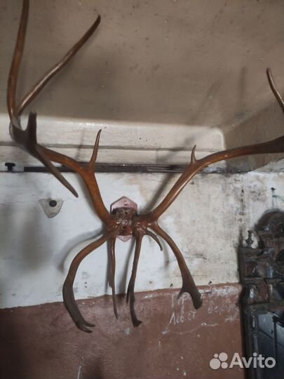 Продам рога оленя на стену
