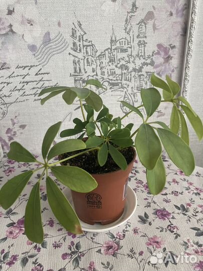 Продам шеффлеру