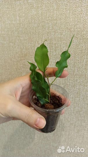 Сортовые фикусы