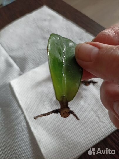 Замиокулькас Зензи