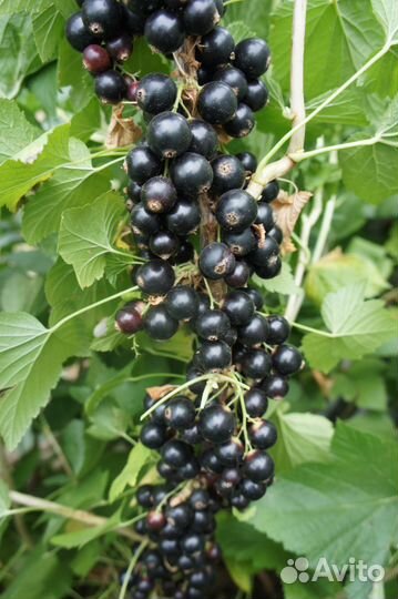 Саженцы чёрной смородины