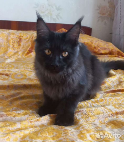 Котята мейн-кун