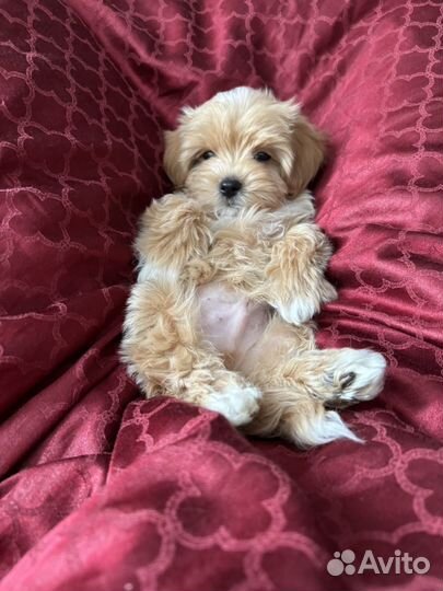 Щенки мальтипу f1 мини