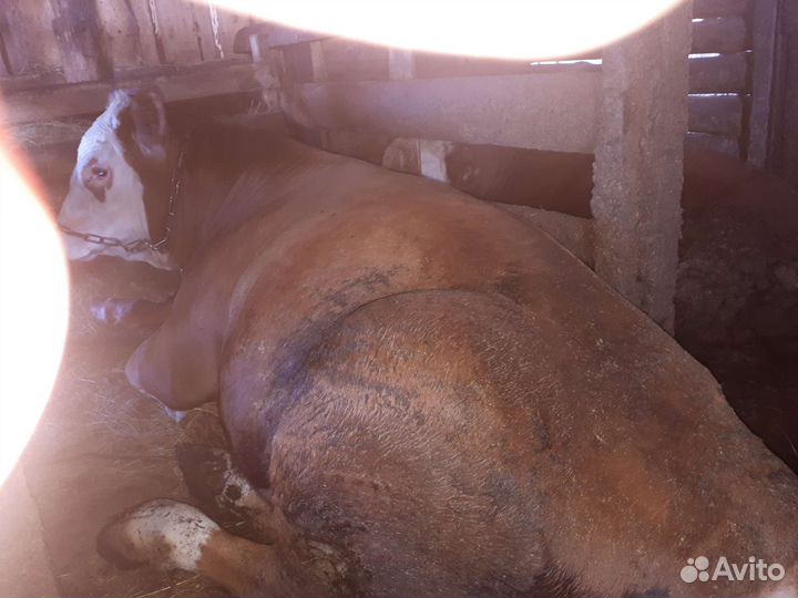 Продам животных