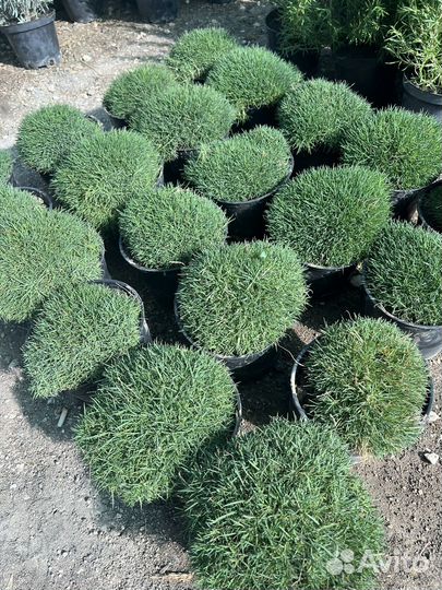 Гвоздика шаровидная