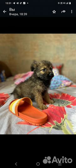 Щенок девочка