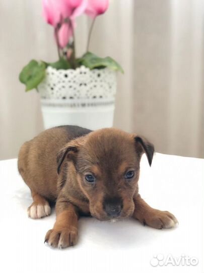 Метисы лабрадора