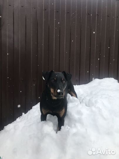 Ягдтерьер вязка