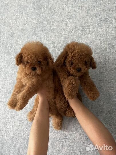 Тойчики Элитные