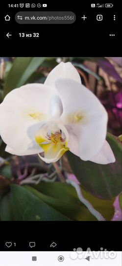 Орхидея фаленопсис белая бабочка