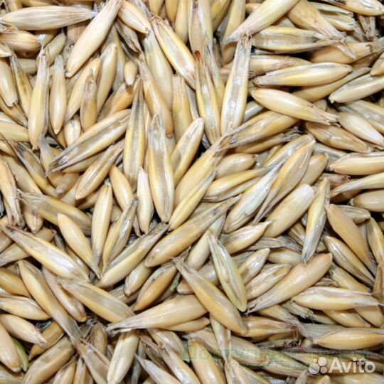 Продам овес