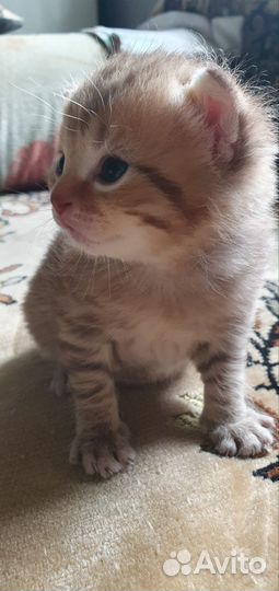Шотландские котята