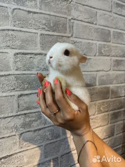 Мини карликовый кролик 