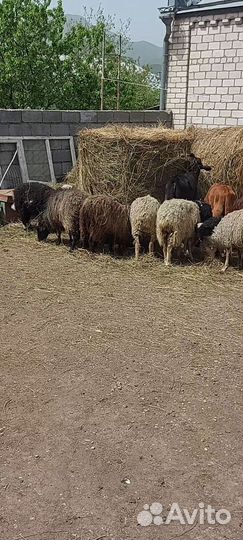 Бычок тёлочка овцы ягнята