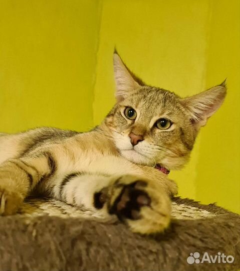 Кошка чаузи ф1 3 месяца