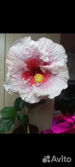 Цветы домашние в горшках