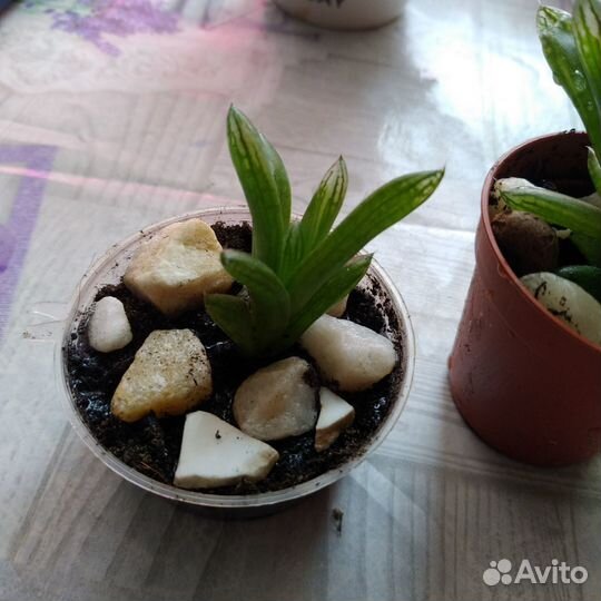 Суккулент Хавортия ладьевидная