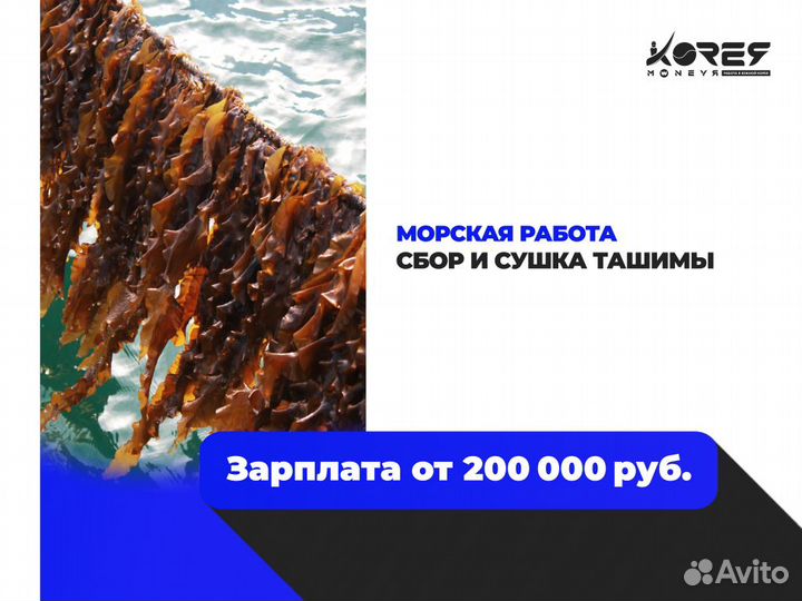 Морская работа в Южной Корее. Сбор и сушка Ташими