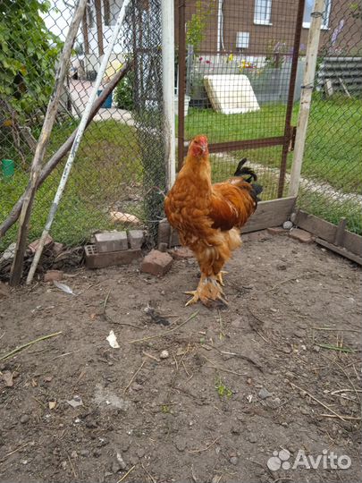 Петухи породы Брама и Кохинхин