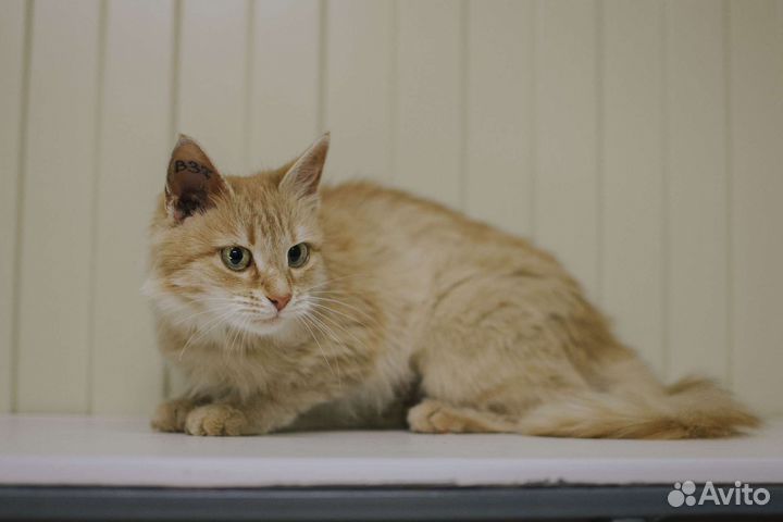 Кошечка в добрые руки