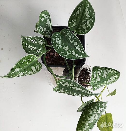 Ароидные лианы - монстеры, эпипремнумы и др