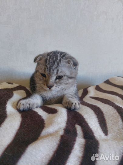 Шотландский кот на вязку