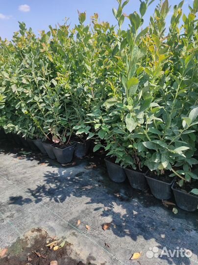 Саженцы голубики