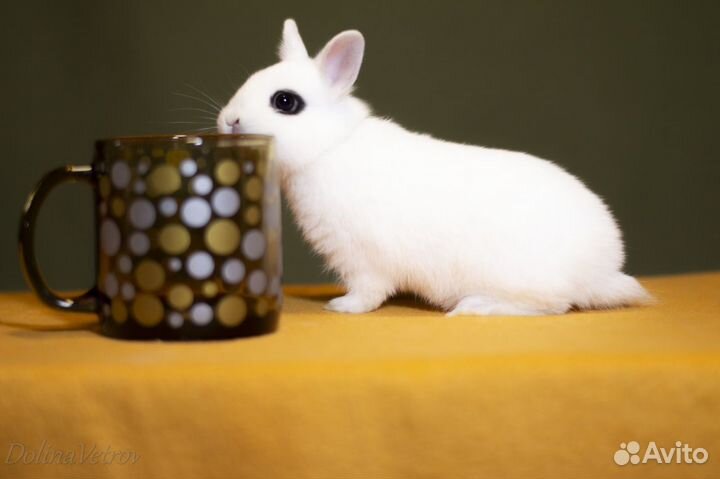 Карликовый хотот, родители импорт из Германии