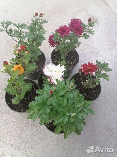 Хризантемы мультифлора