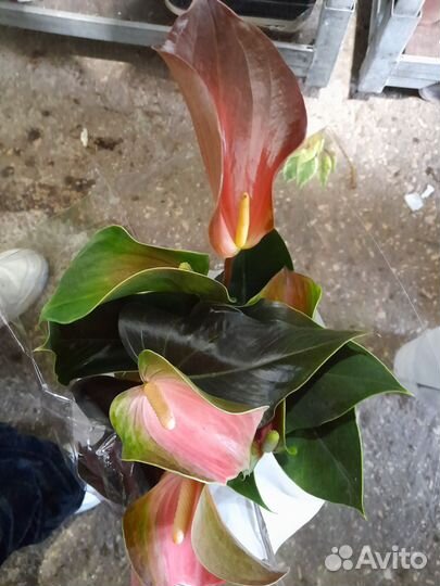 Антуриум рейнбоу чемпион