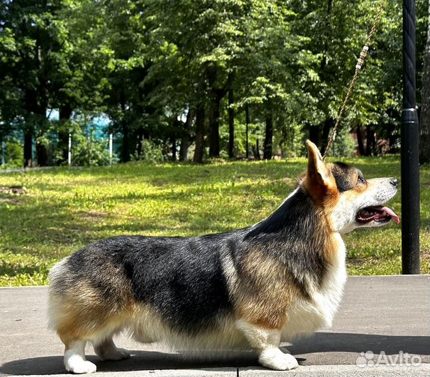 Вязка кобель Вельш корги пемброк