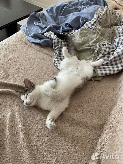 Отдам котенка в добрые руки