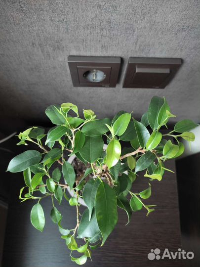 Фикус Вианди