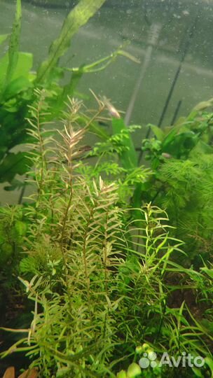 Аквариумные растения