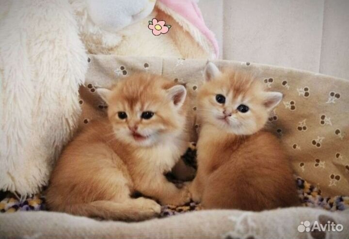 Шотландские котята