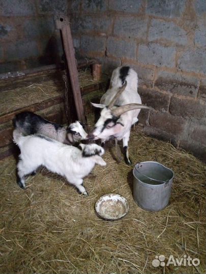 Коза с козлятами