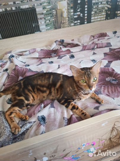 Бенгальская кошка в добрые руки