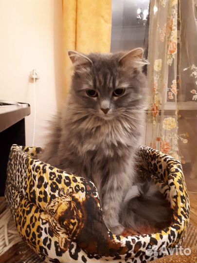 Кошка в добрые руки